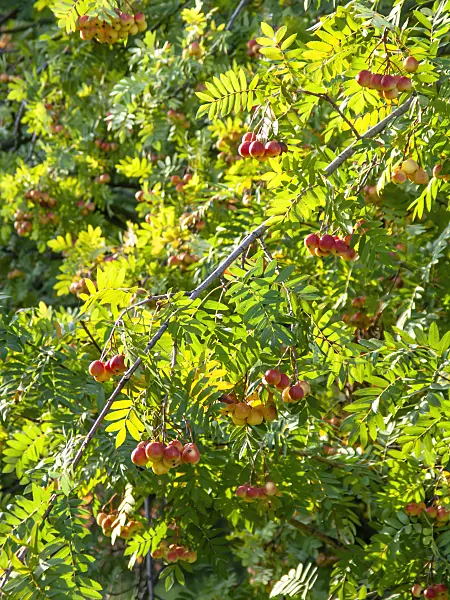 442113 - Service tree (Sorbus domestica)
