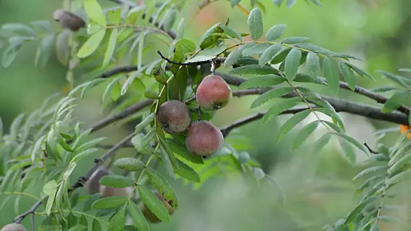 513032 - Service tree (Sorbus domestica)