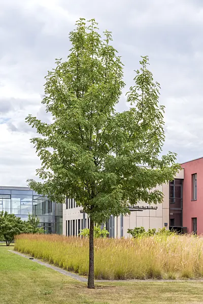 638345 - Service tree (Sorbus domestica)