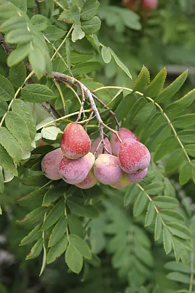 517384 - Service tree (Sorbus domestica 'Sossenheimer Riesen')