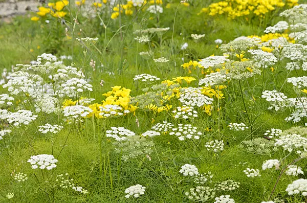 521186 - Séséli élevé (Seseli elatum subsp. austriacum)