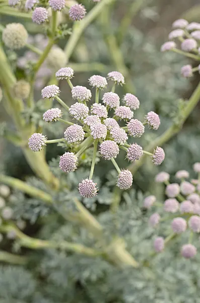 498340 - Seseli gummiferum
