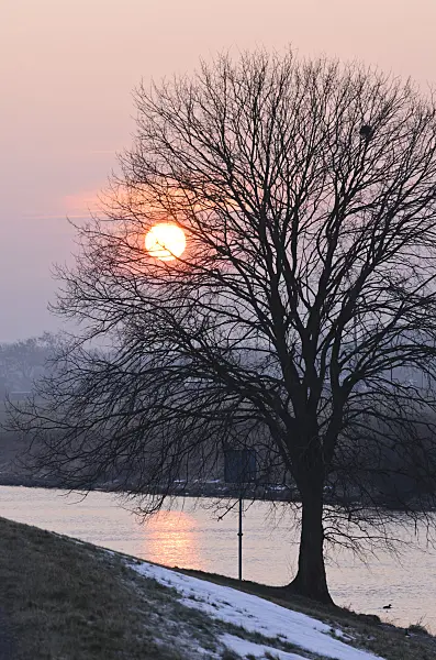 564263 - Setting sun behind a bare tree