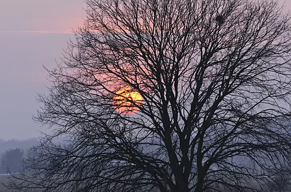 564264 - Setting sun behind a bare tree