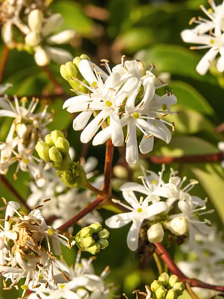 429107 - Seven sons flower (Heptacodium miconioides)