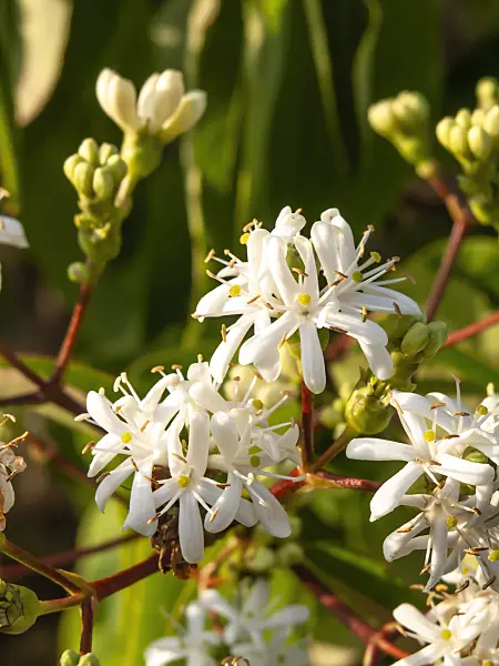 429108 - Seven sons flower (Heptacodium miconioides)
