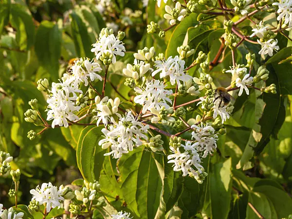 441190 - Seven sons flower (Heptacodium miconioides)
