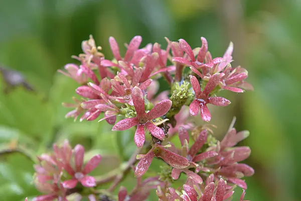 575118 - Seven sons flower (Heptacodium miconioides)