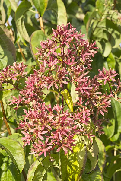 609051 - Seven sons flower (Heptacodium miconioides)