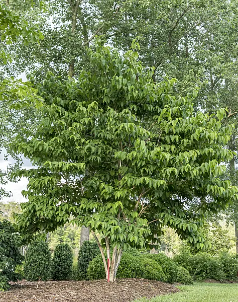607060 - Seven sons flower (Heptacodium miconioides 'Temple of Bloom')