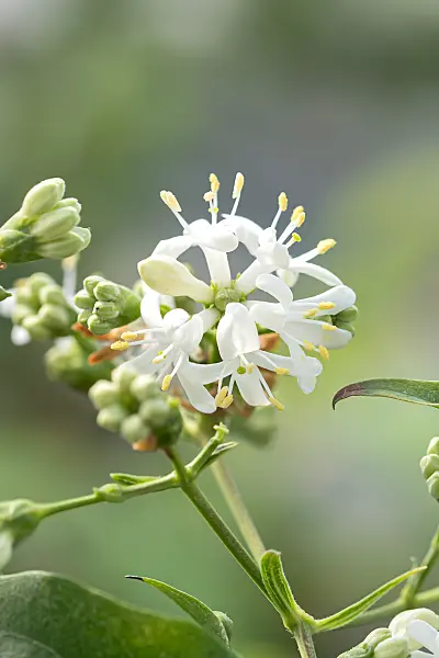 664177 - Seven sons flower (Heptacodium miconioides 'Temple of Bloom')
