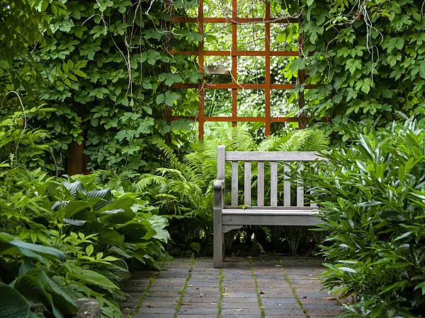 426167 - Shade garden