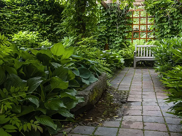 426168 - Shade garden