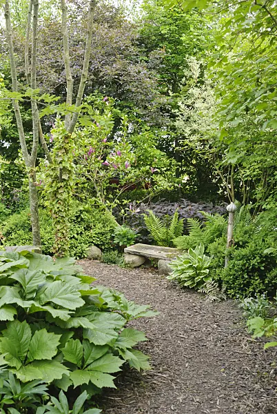 509145 - Shadow garden with ferns, plantain lilies (Hosta) and Rodgersia