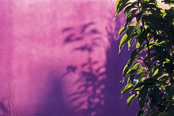 393016 - Shadow on purple wall