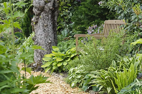 473108 - Shady garden with hostas and ferns