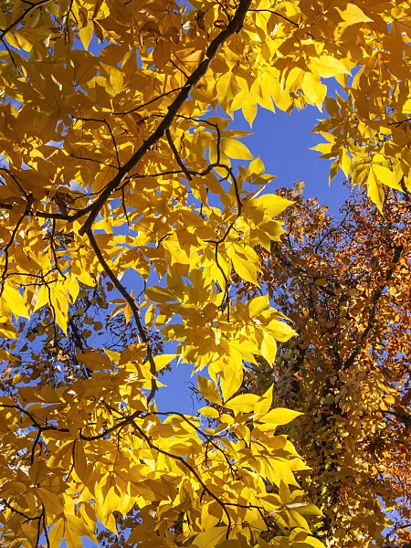 406049 - Shagbark hickory (Carya ovata)