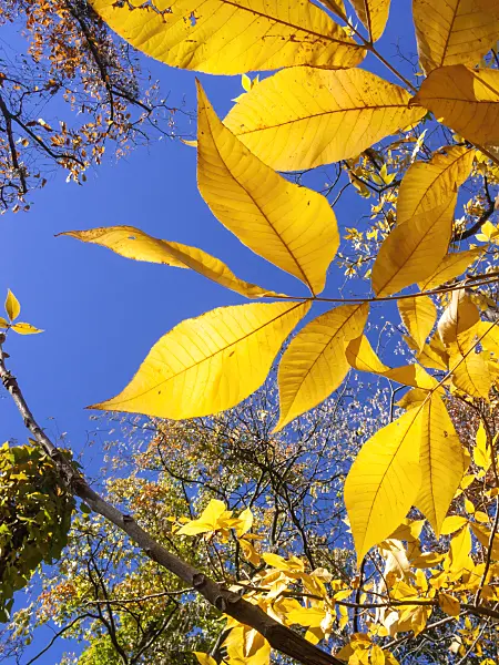 406051 - Shagbark hickory (Carya ovata)