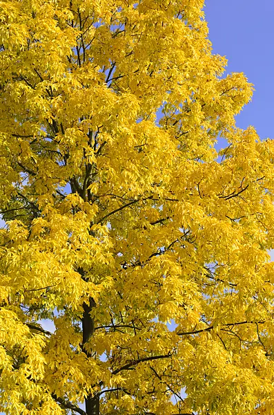 525351 - Shagbark hickory (Carya ovata)