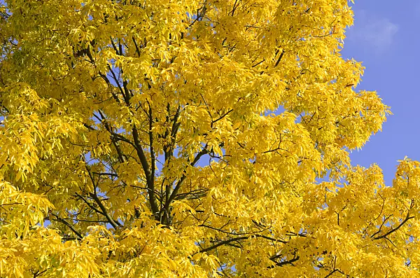 525352 - Shagbark hickory (Carya ovata)