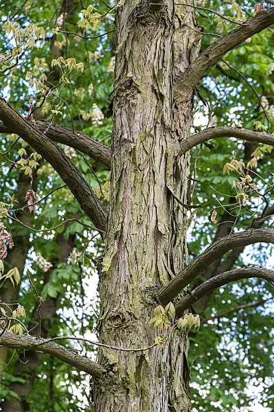 664063 - Shagbark hickory (Carya ovata)