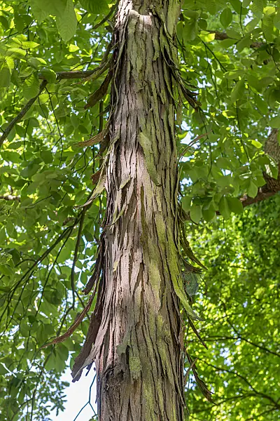 664064 - Shagbark hickory (Carya ovata)