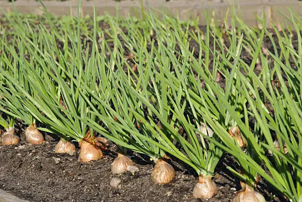 479078 - Shallot (Allium cepa var. ascalonicum)