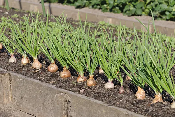 479079 - Shallot (Allium cepa var. ascalonicum)
