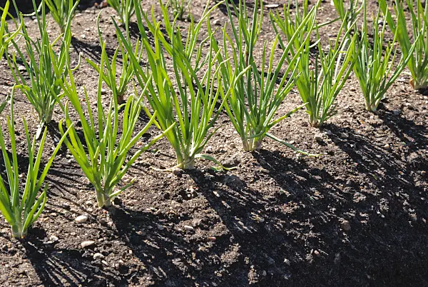 496173 - Shallot (Allium cepa var. ascalonicum)