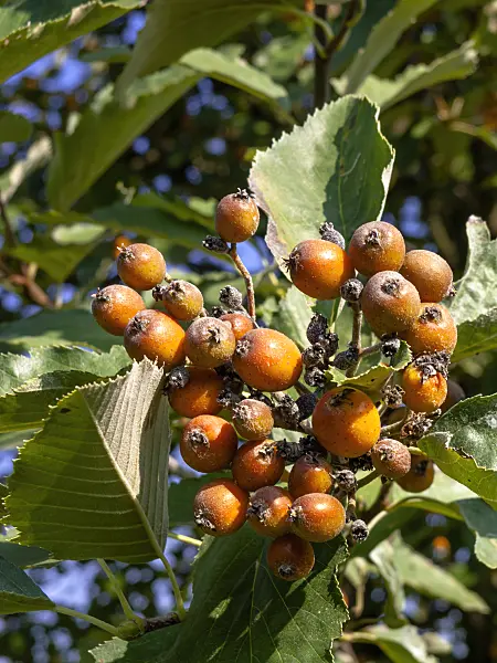 442010 - Sharp-toothed whitebeam (Sorbus decipiens)