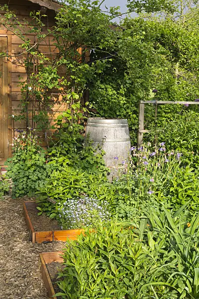 544153 - Shed with rain barrel in a perennial garden