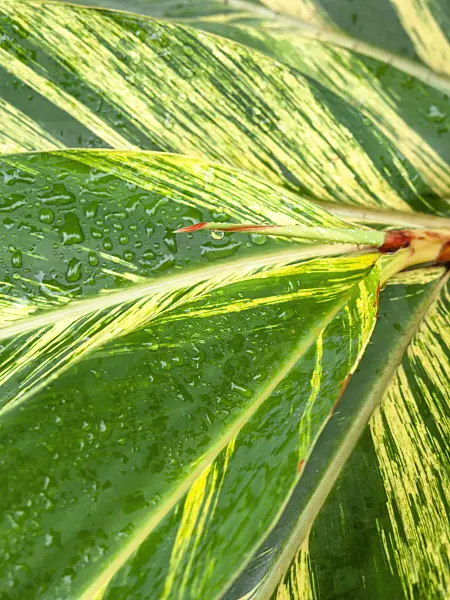 434029 - Shell ginger (Alpinia zerumbet 'Variegata')
