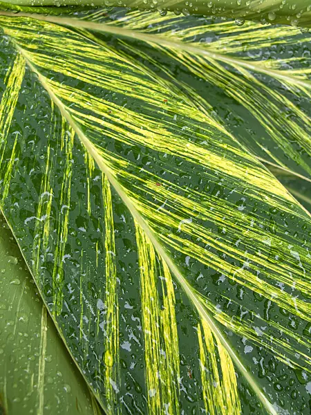 434031 - Shell ginger (Alpinia zerumbet 'Variegata')