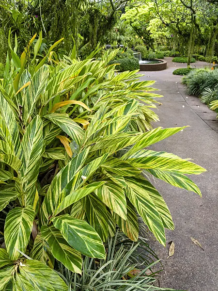 434407 - Shell ginger (Alpinia zerumbet 'Variegata')