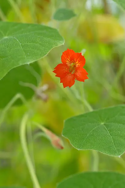 481054 - Shield nasturtium (Tropaeolum peltophorum)