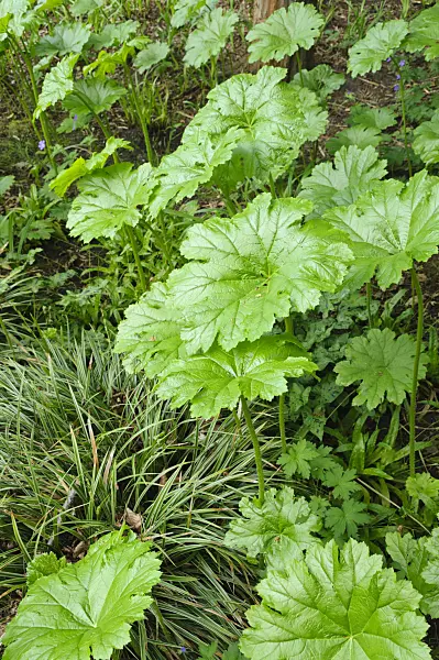 472236 - Shieldleaf (Astilboides tabularis)