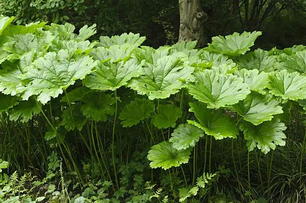 473147 - Shieldleaf (Astilboides tabularis)