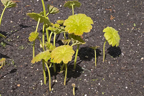 570025 - Shieldleaf (Astilboides tabularis)