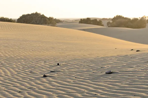 564057 - Shifting sand dunes, Maspalomas, Gran Canaria, Spain