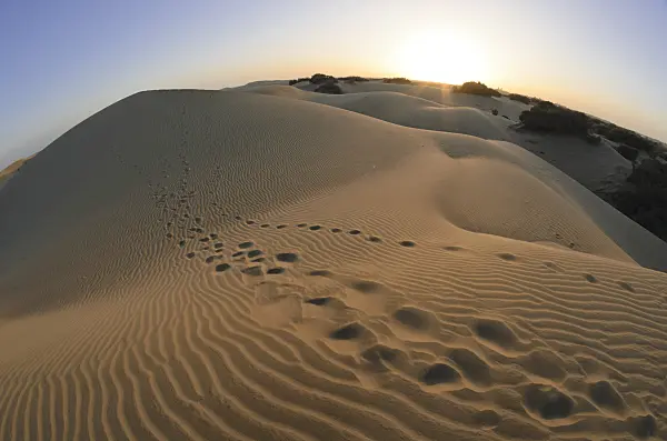 564061 - Shifting sand dunes, Maspalomas, Gran Canaria, Spain