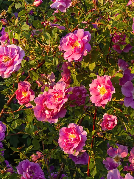 438230 - Shining rose (Rosa nitida)
