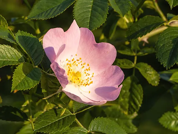 448090 - Shining rose (Rosa nitidula)