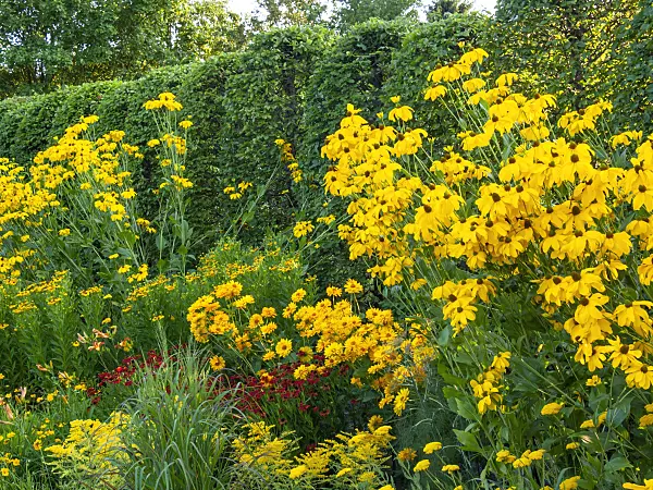 415058 - Shiny cone flower (Rudbeckia nitida)