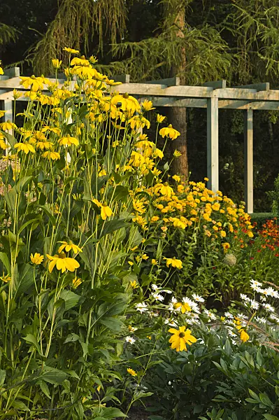 510148 - Shiny cone flower (Rudbeckia nitida)