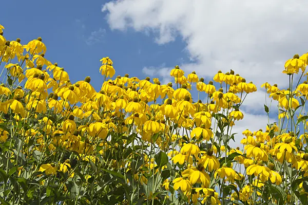 511138 - Shiny cone flower (Rudbeckia nitida)