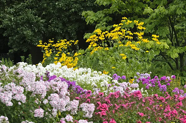 487132 - Shiny cone flower (Rudbeckia nitida) and garden phlox (Phlox paniculata)