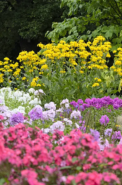 523092 - Shiny cone flower (Rudbeckia nitida) and garden phlox (Phlox paniculata)