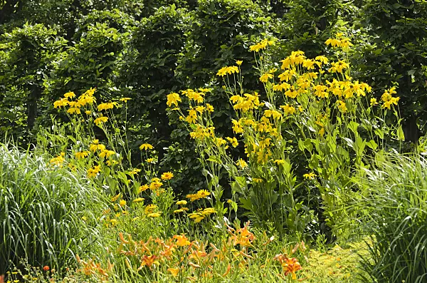 498133 - Shiny cone flower (Rudbeckia nitida 'Juligold')