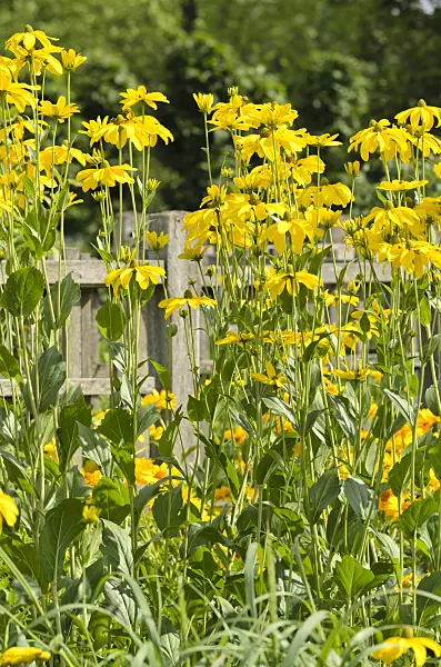 498134 - Shiny cone flower (Rudbeckia nitida 'Juligold')