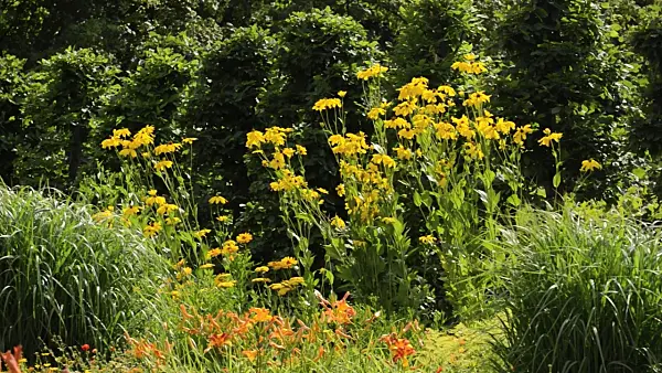 498150 - Shiny cone flower (Rudbeckia nitida 'Juligold')